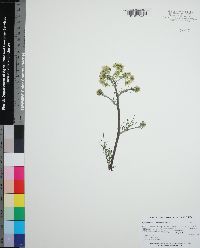 Hymenopappus scabiosaeus image