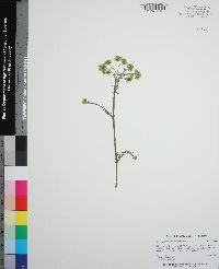 Hymenopappus scabiosaeus image