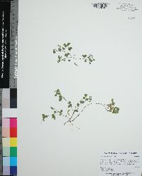 Desmodium triflorum image