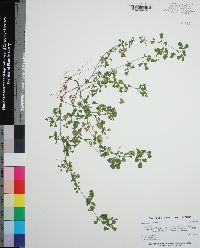 Medicago polymorpha image