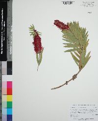 Melaleuca viminalis image