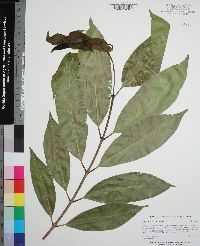 Syzygium cumini image