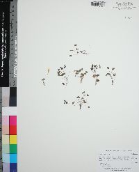 Oxalis corniculata image