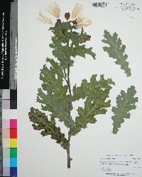 Argemone albiflora image