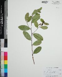 Prunus caroliniana image