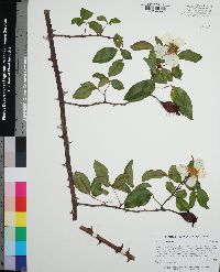 Rosa laevigata image