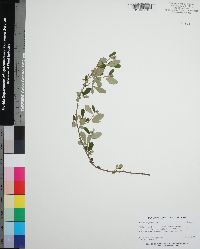 Rubus cuneifolius image