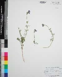 Glandularia aristigera image