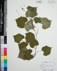 Vitis rotundifolia image