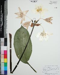 Eucharis grandiflora image