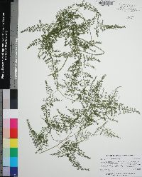 Asparagus setaceus image