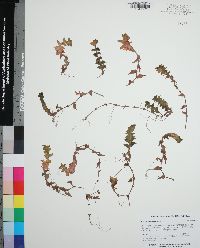 Callisia repens image