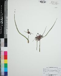 Tradescantia ohiensis image