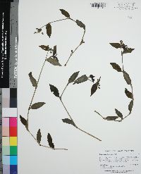 Tradescantia fluminensis image