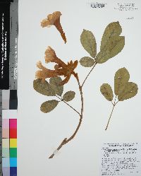 Tabebuia chrysotricha image