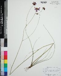 Coreopsis nudata image