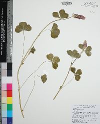 Trifolium incarnatum image