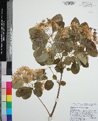 Chionanthus retusus image