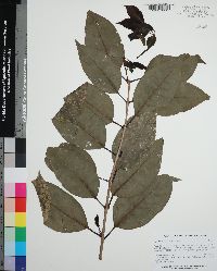 Ligustrum lucidum image