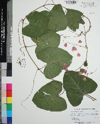 Antigonon leptopus image