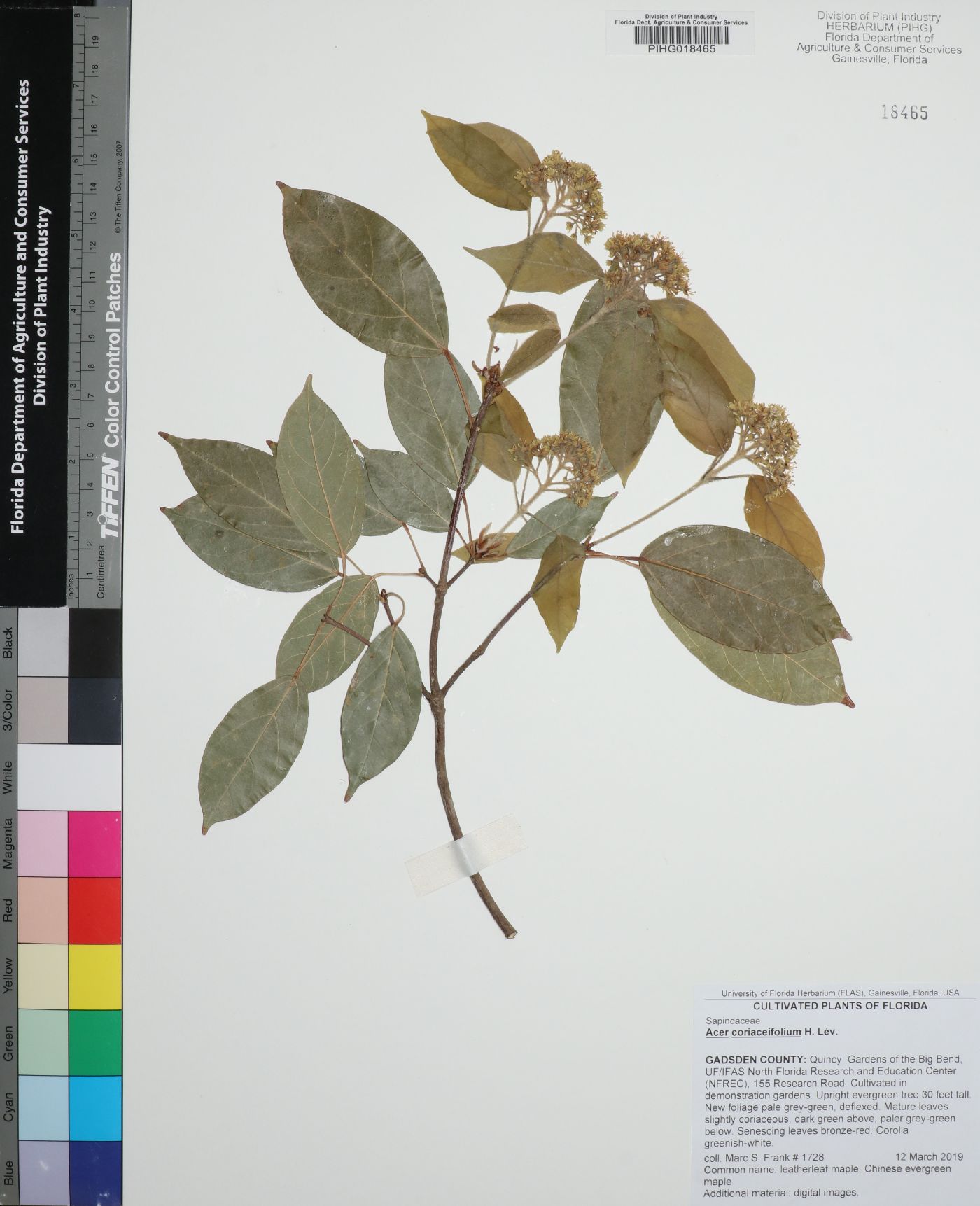 Acer coriaceifolium image