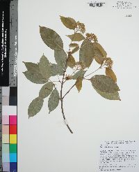 Acer coriaceifolium image