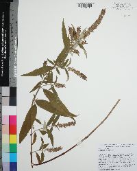 Buddleja asiatica image