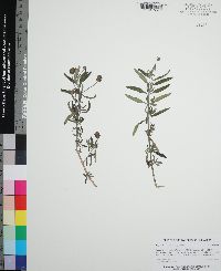 Lippia stoechadifolia image