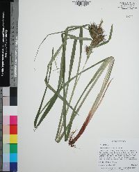 Carex lupuliformis image