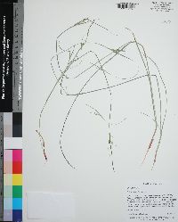 Scleria oligantha image