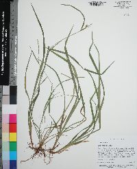 Carex chapmanii image