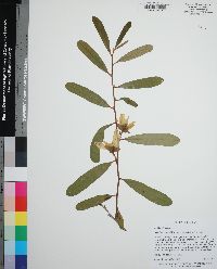 Asimina x nashii image