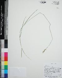 Carex albolutescens image