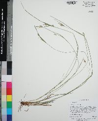 Carex styloflexa image