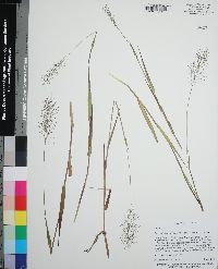 Dichanthelium erectifolium image