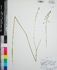 Schoenolirion albiflorum image