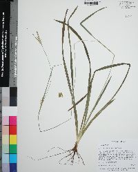 Carex lonchocarpa image