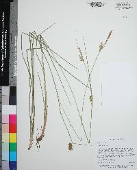 Carex turgescens image