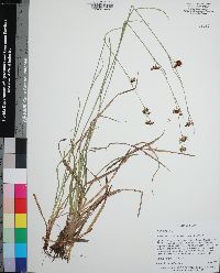 Rhynchospora compressa image