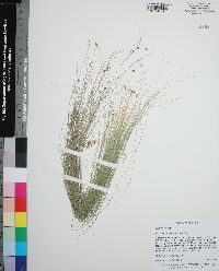 Rhynchospora oligantha image