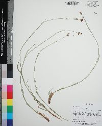 Rhynchospora baldwinii image