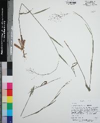 Dichanthelium acuminatum subsp. leucothrix image