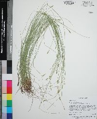 Carex leptalea var. harperi image