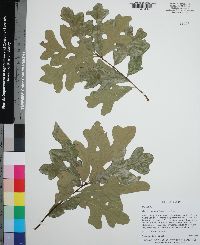 Quercus margaretiae image