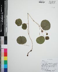 Rhynchosia reniformis image