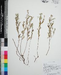 Crocanthemum georgianum image