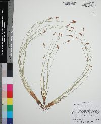 Eleocharis melanocarpa image