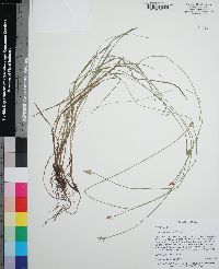 Carex leavenworthii image