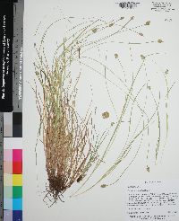 Carex leavenworthii image