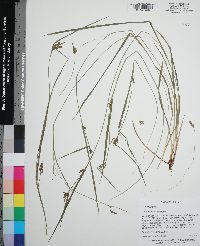 Carex crebriflora image